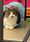 adoptable Cat in flint hill, VA named Micah