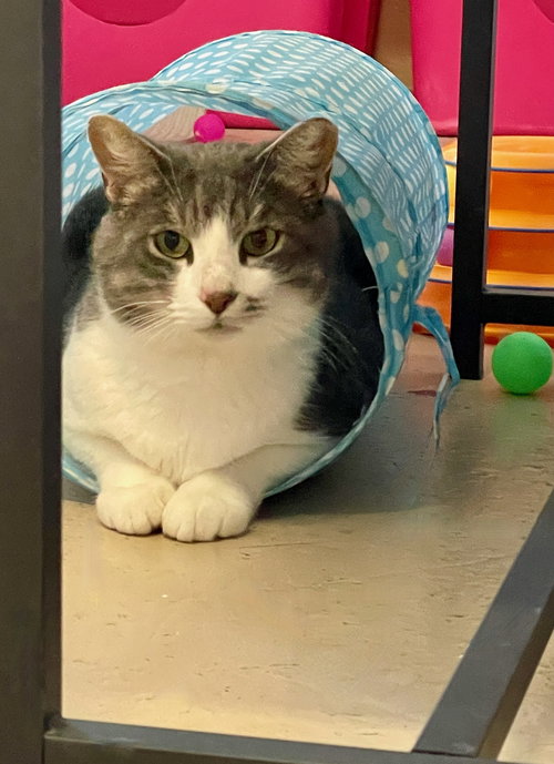 MICAH - Domestic Short Hair available for adoption
