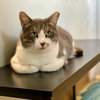 Micah - Photo 4