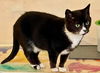 adoptable Cat in flint hill, VA named Nia