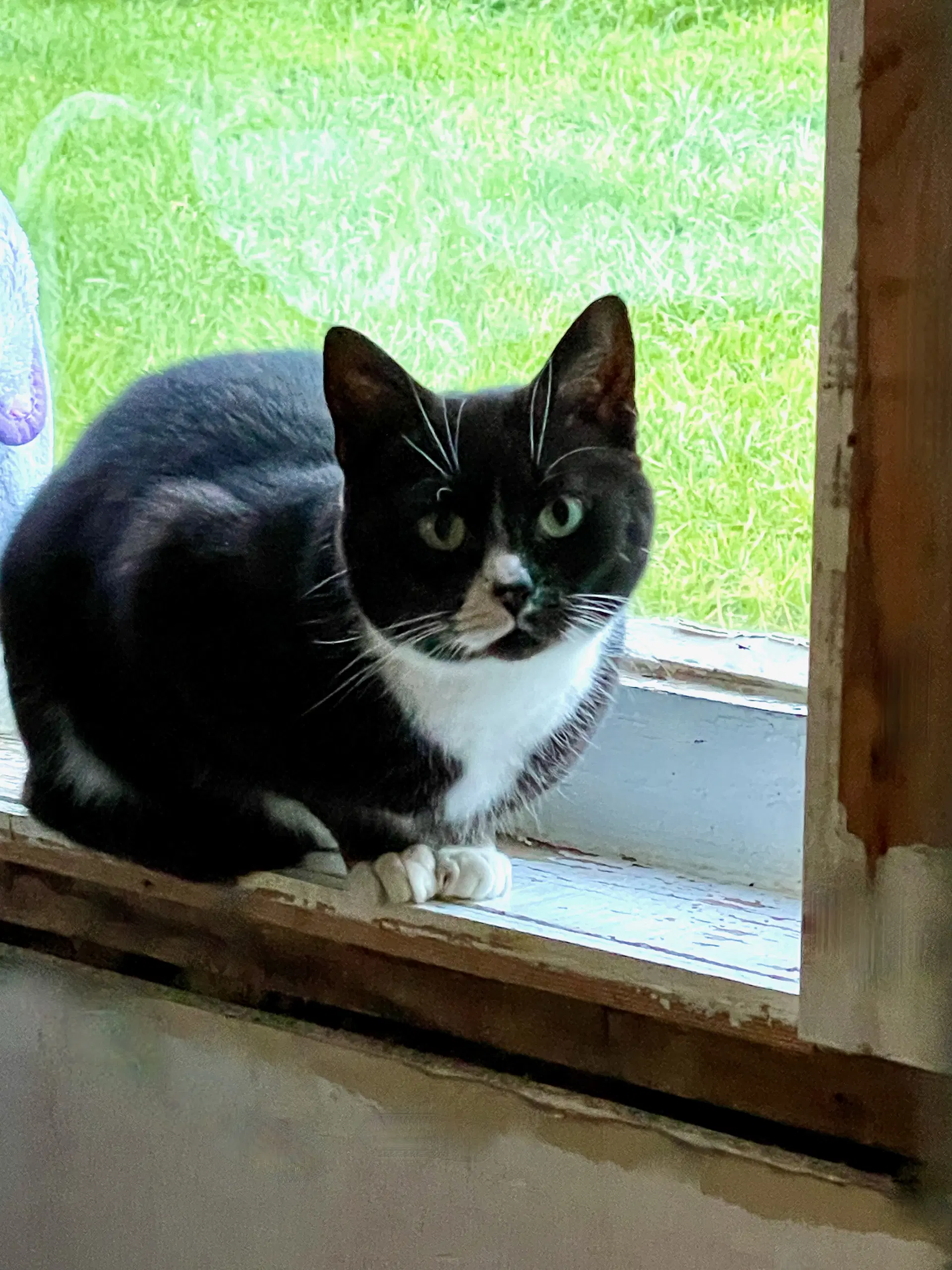 Nia - Tuxedo