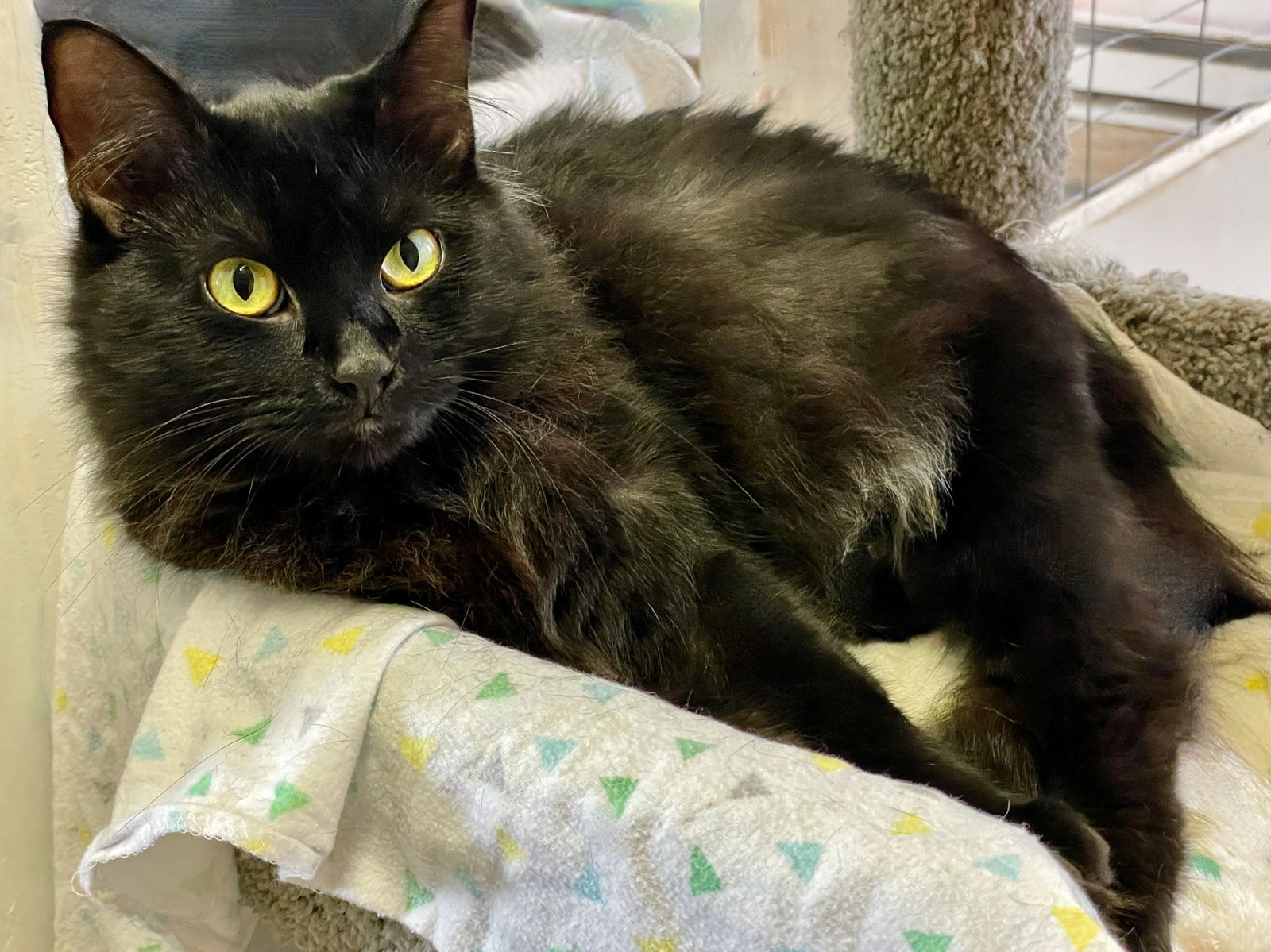 adoptable Cat in Flint Hill, VA named Raven