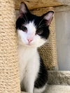 adoptable Cat in  named Lenny