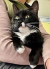 adoptable Cat in  named Majestic
