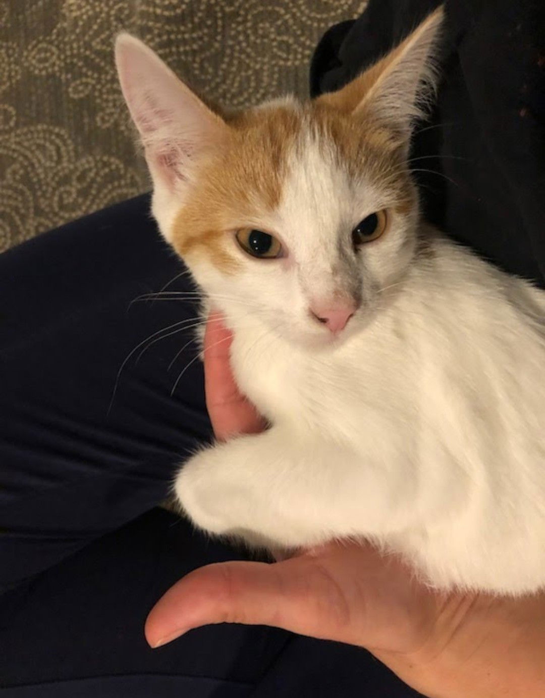 adoptable Cat in Flint Hill, VA named Carrot aka Rogue