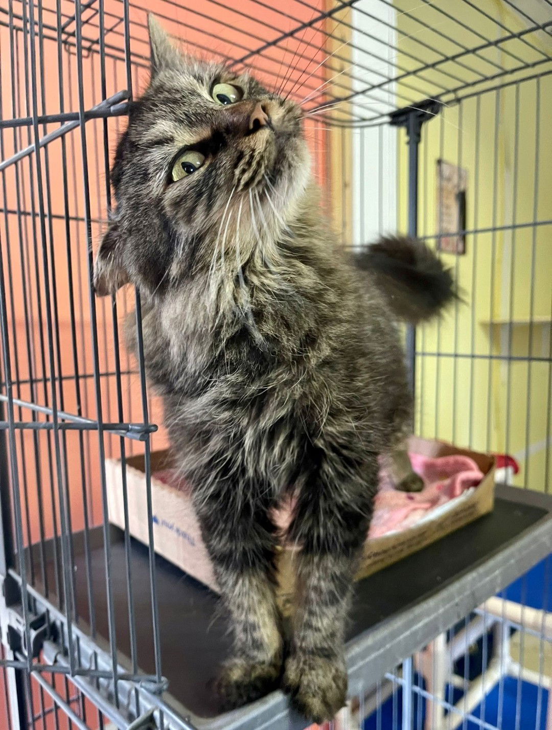 adoptable Cat in Flint Hill, VA named Tabbi