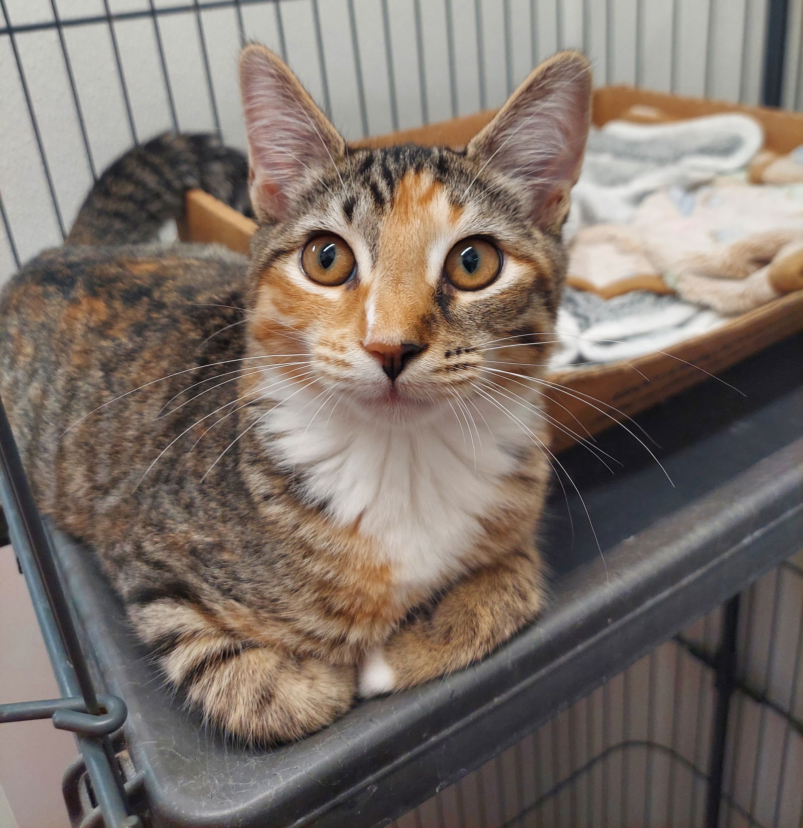 adoptable Cat in Flint Hill, VA named Scarlett