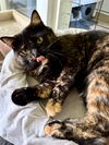 adoptable Cat in  named Luna