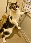 adoptable Cat in , VA named Eclipse