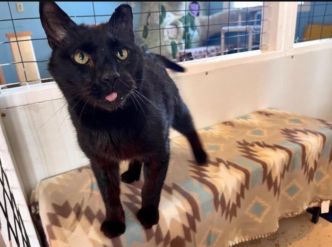 adoptable Cat in Flint Hill, VA named Horton
