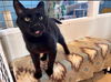 adoptable Cat in  named Horton