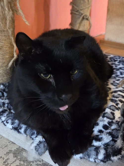 Horton, an adoptable Bombay in Flint Hill, VA