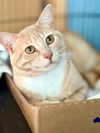 adoptable Cat in , VA named Legacy