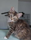 adoptable Cat in , VA named Lillie
