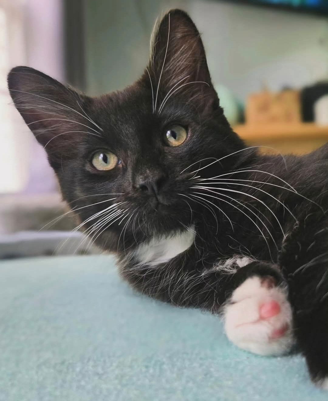 adoptable Cat in Warrenton, VA named Bean