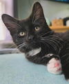 adoptable Cat in warrenton, VA named Bean