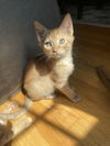 adoptable Cat in flint hill, VA named Moe