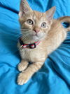 adoptable Cat in flint hill, VA named Miney