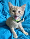 adoptable Cat in , VA named Meeny