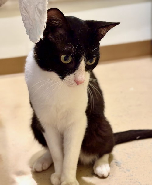 GUNNAR - Tuxedo available for adoption