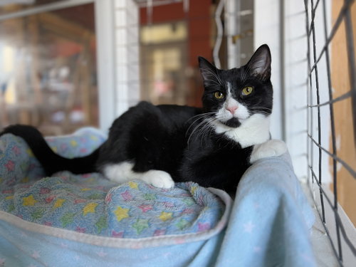 picture of the cat needing adoption