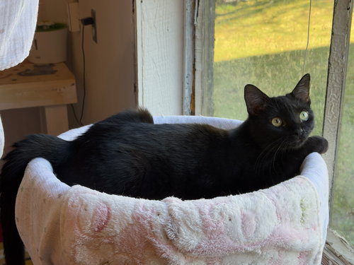 picture of the cat needing adoption