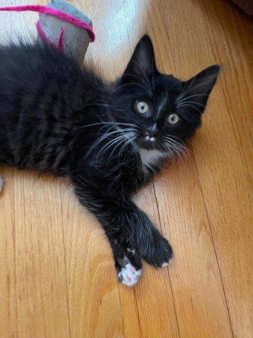 picture of the cat needing adoption