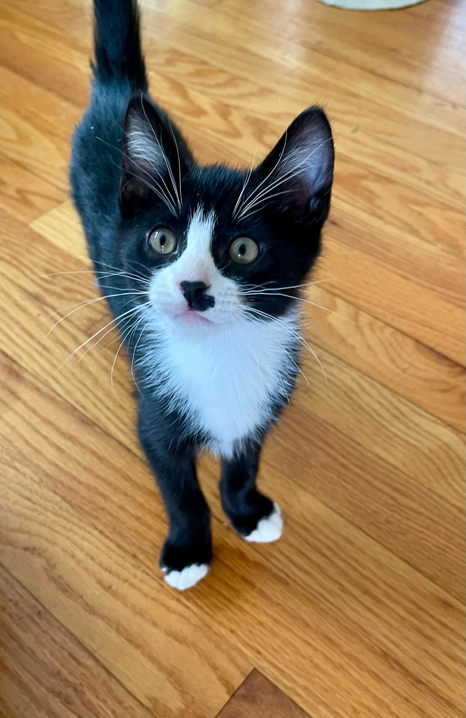 Boris