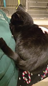 Skunk - Photo 4