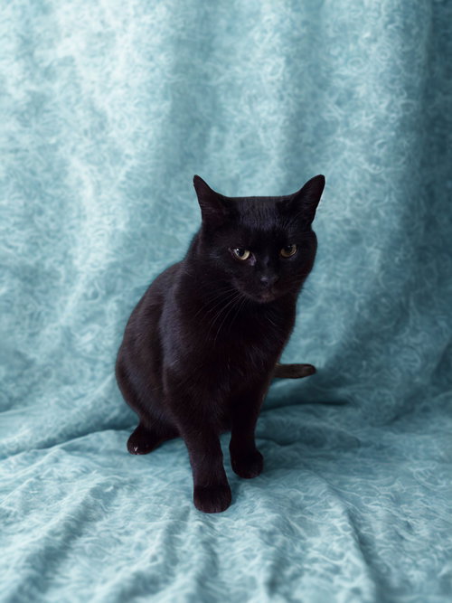 picture of the cat needing adoption