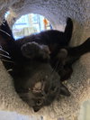 Skunk - Photo 3