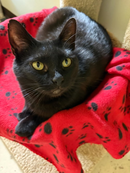Skunk, Adult Bombay / Mixed (short coat), cat for adoption in Manassas, Virginia