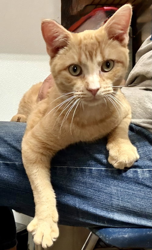 picture of the cat needing adoption