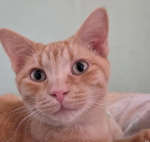 Miles, an adoptable Tabby in Flint Hill, VA