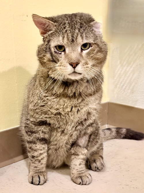 Grumpy, an adoptable Tabby in Flint Hill, VA