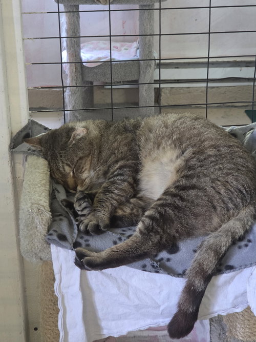 Grumpy, an adoptable Tabby in Flint Hill, VA