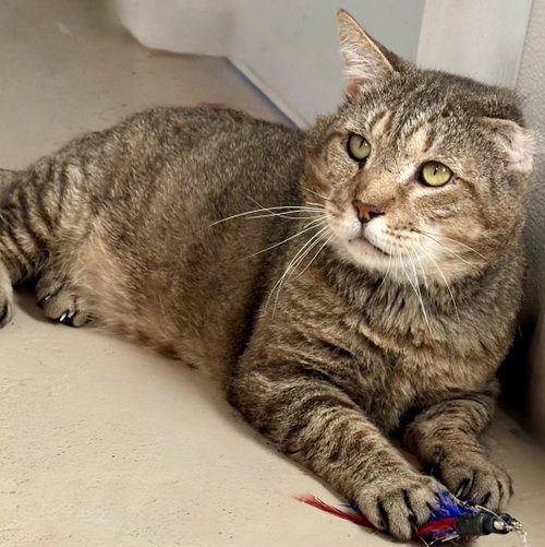 Grumpy, Adult Tabby / Mixed (short coat), cat for adoption in Manassas, Virginia