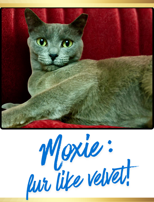 picture of the cat needing adoption