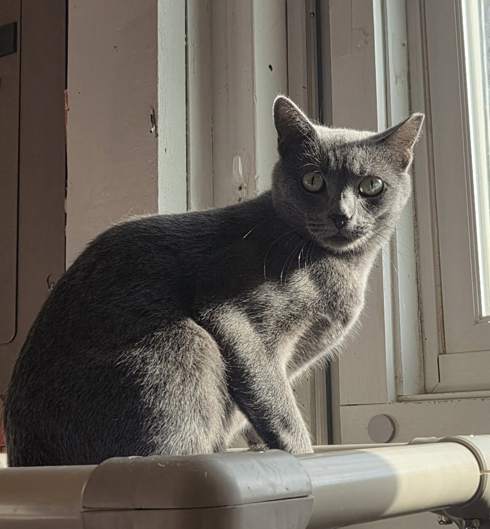 Moxie, photo 2