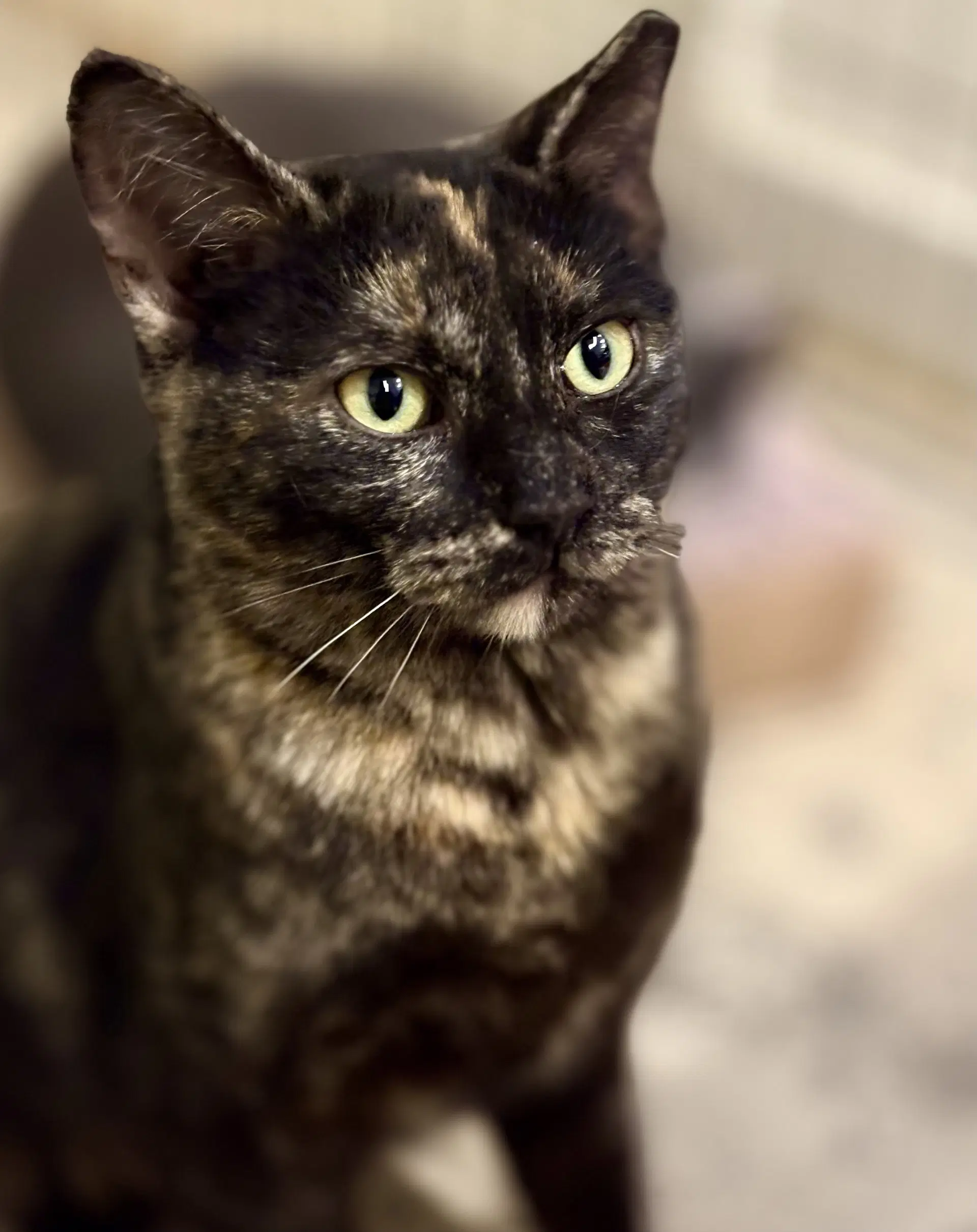 Phoebe image 4