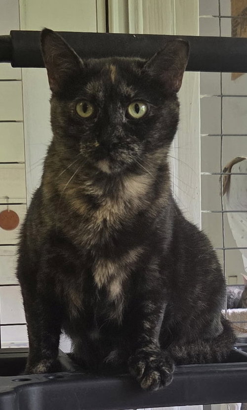 Phoebe, an adoptable Tortoiseshell in Flint Hill, VA