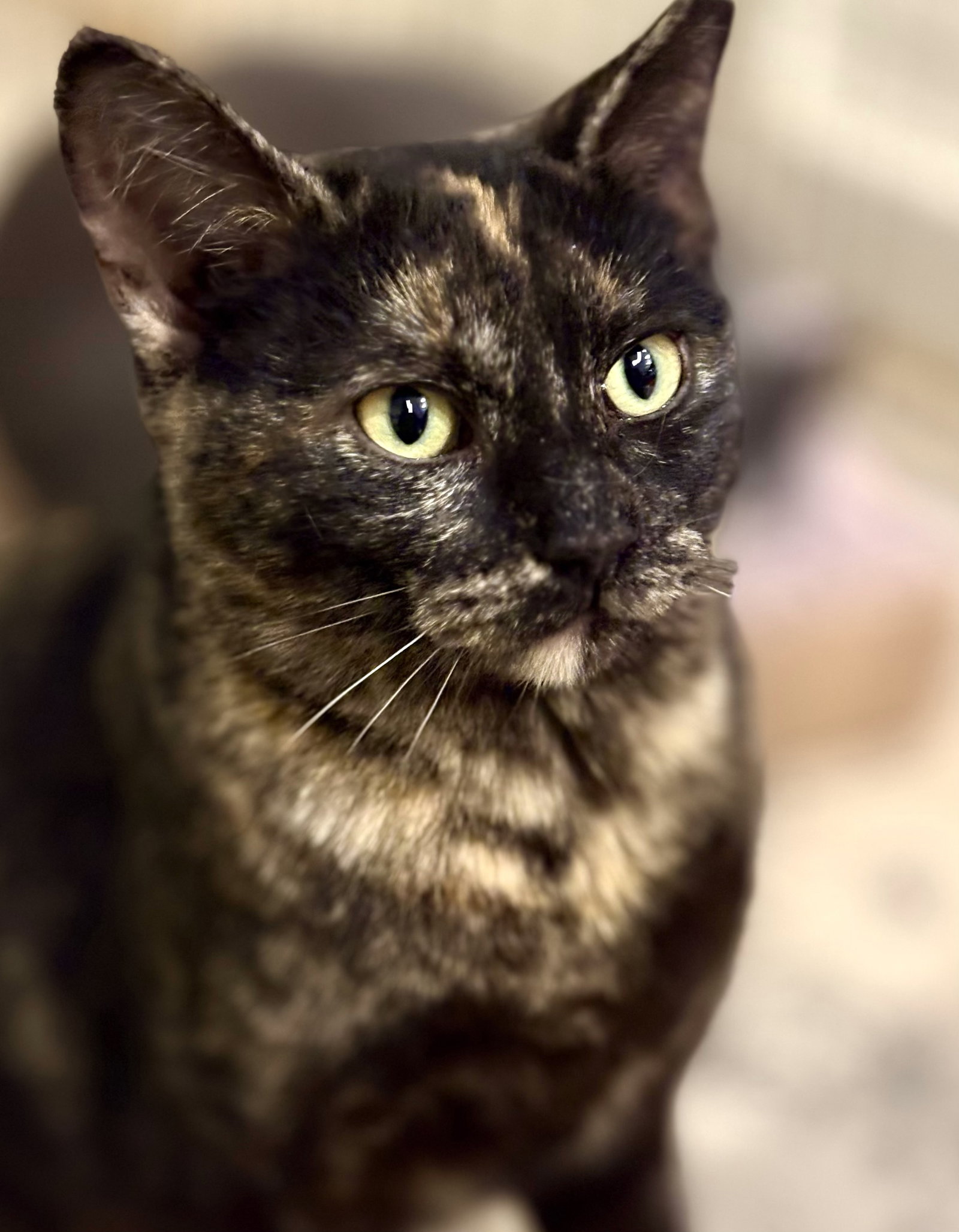 Phoebe