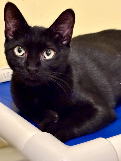 Finn, Young Bombay / Mixed (short coat), cat for adoption in Manassas, Virginia