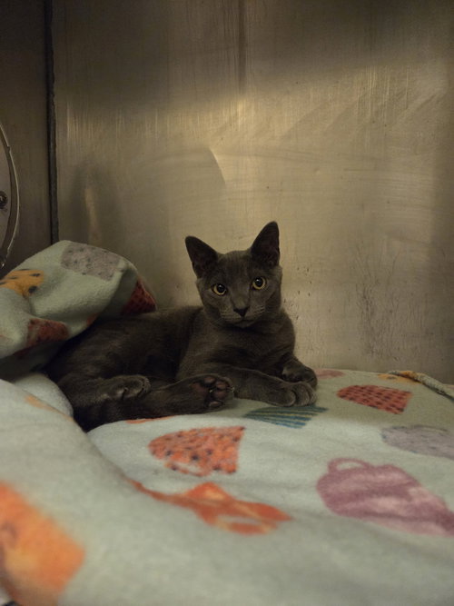 Coco, Young Russian Blue / Mixed (short coat), cat for adoption in Manassas, Virginia
