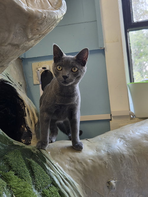 Coco, an adoptable Russian Blue in Flint Hill, VA