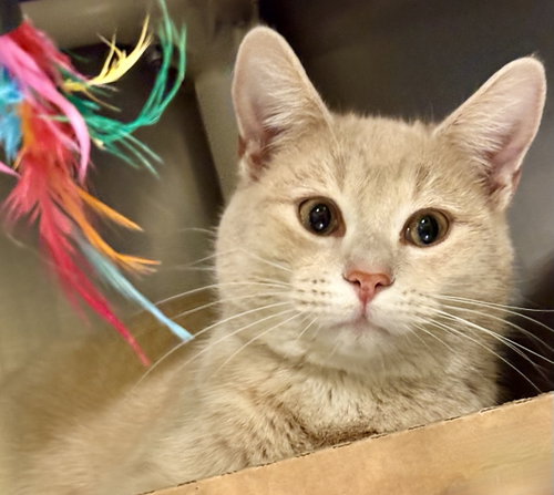 Taz, an adoptable Tabby in Flint Hill, VA