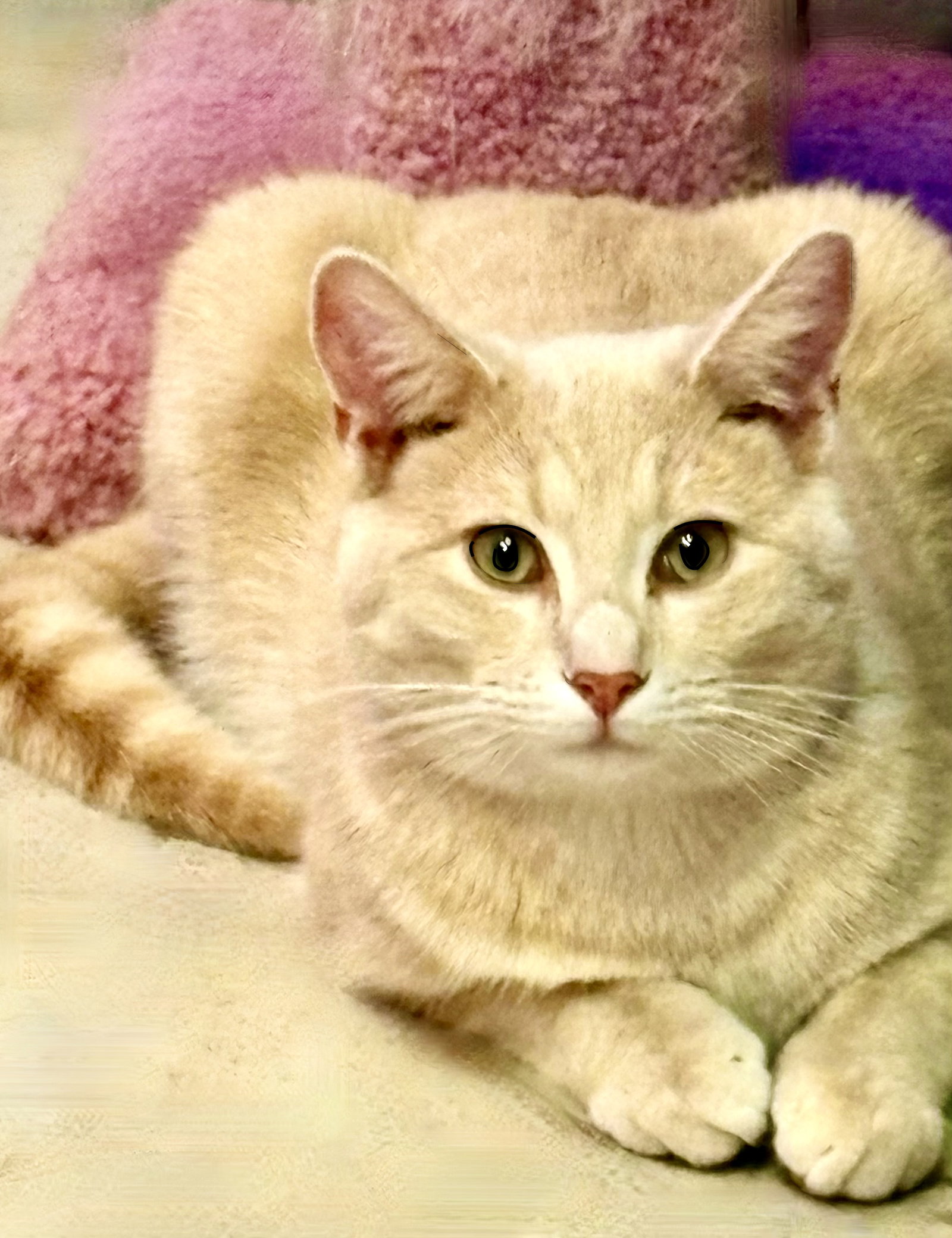 Taz