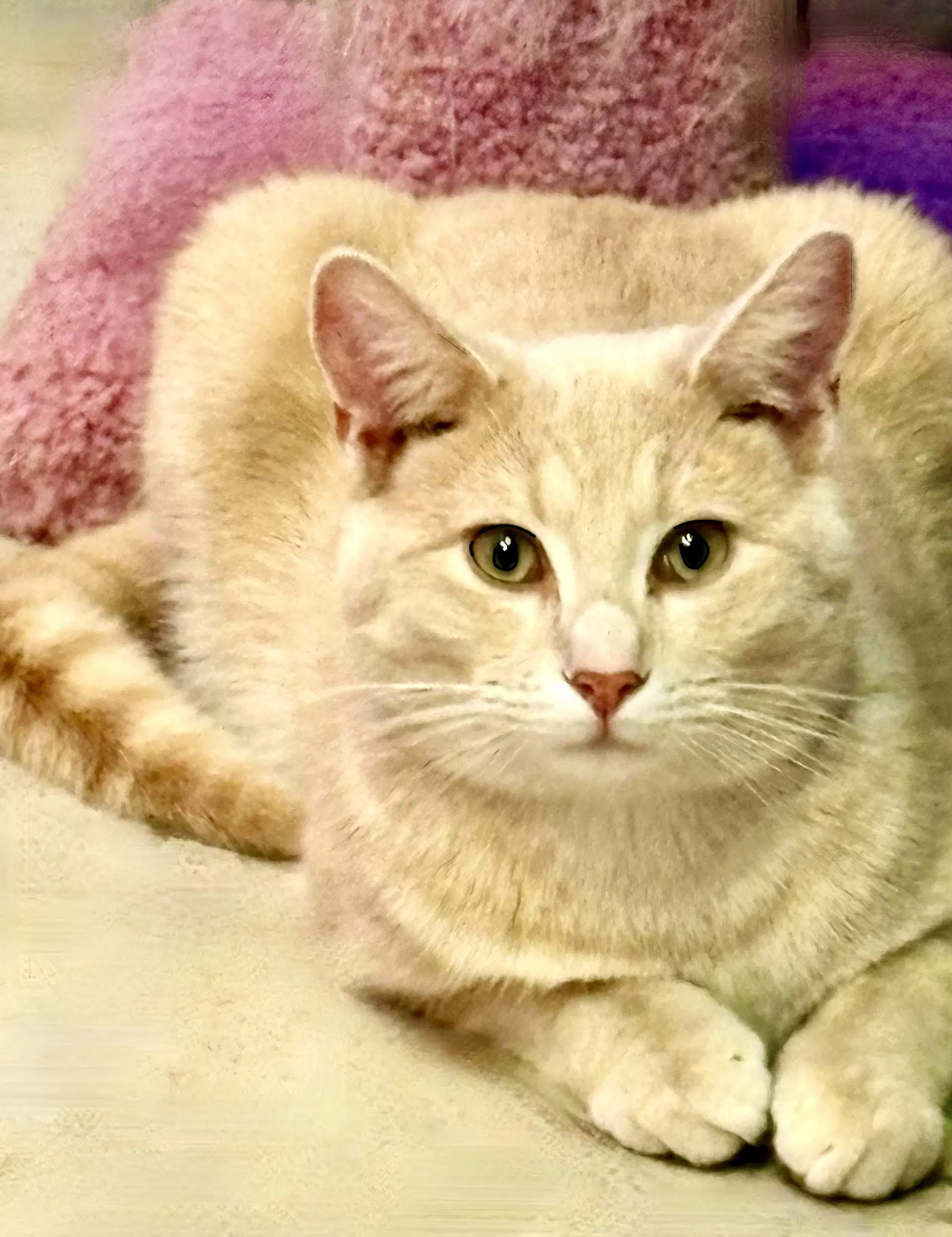 Taz image 3