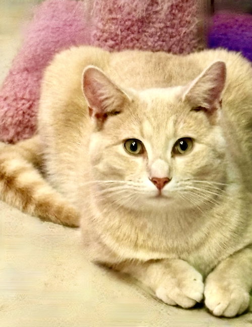 Photo 3 of Taz