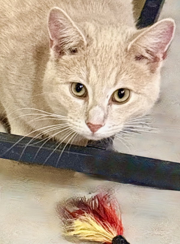 Taz